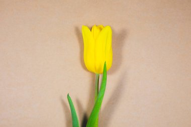 Kraft kağıdında sarı lale. Anneler Günü ya da Uluslararası Kadınlar Günü için davetiye. Reklam ya da terfi için minimalist parlak çiçek. Bahar çiçekleri.