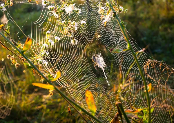 Pók Neten Gyönyörű Reggel Őszi Mezőn Napsugár Természet Inspiráció Utazás — Stock Fotó