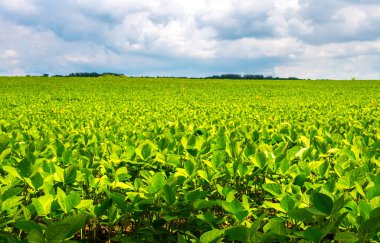 Soya fasulyeli sonsuz tarla. Çevre dostu tarım modern fikirleri. Hasat. Soya fasulyesi endüstriyel ölçekte büyüyor. Yaz manzarası, mavi gökyüzü olan duvar kağıdı..