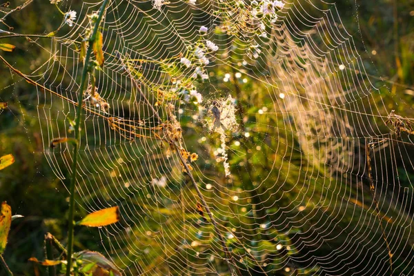 Spinne Netz Schöner Morgen Auf Dem Herbstfeld Sonnenschein Natur Inspiration — Stockfoto