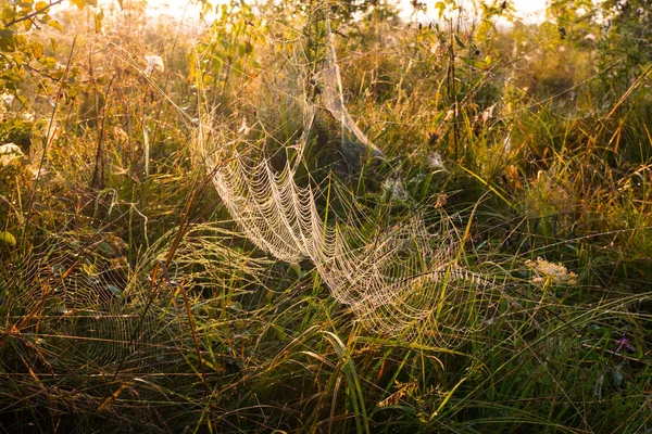 Nagy Pókháló Fűben Gyönyörű Reggel Őszi Mezőn Napsugár Természet Inspiráció — Stock Fotó