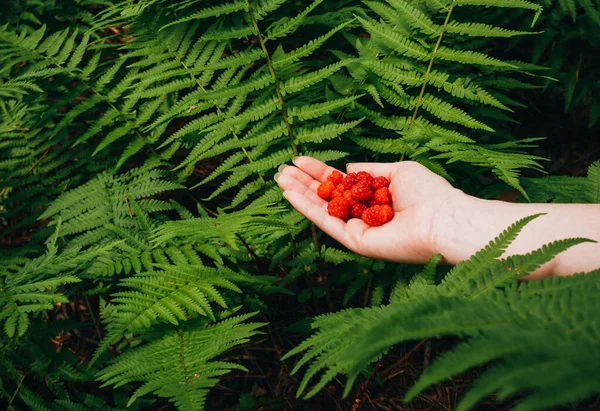 Menina Segurando Framboesa Vermelha Fresca — Fotografia de Stock