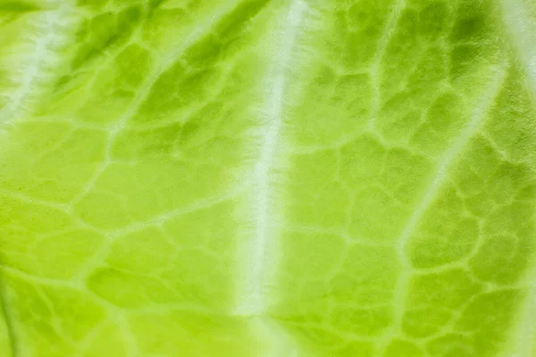 Zöld Levél Közeledik Friss Levelek Textúra Háttér Természetes Öko Tapéta — Stock Fotó