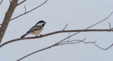 Bahar gelir, siyah kap Bülbül, Poecile atricapillus, çok erken, bir dalda üzerinde gri bahar günü.