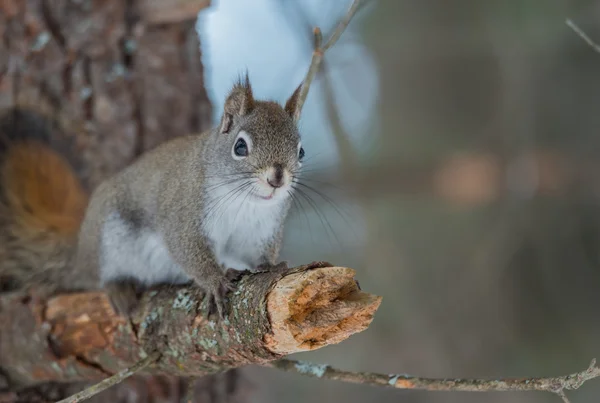 Förtjusande röda ekorren, närbild, uppflugna på en gren som tittar på kameran. Pauser på bruten gren stubbe på norra Ontario tall. — Stockfoto