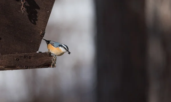 Kırmızı Breasted sıvacı kuşu (Sitta canadensis) bahar içinde. Ayçiçeği tohumu, bir Kuzey Ontario besleyici Kahvaltı. — Stok fotoğraf