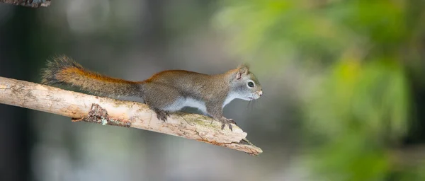 Eldig orange Springtime röda ekorren, full längd på en gren. Snabb liten skog varelse pausar bara för en sekund, springa runt i träden i en norra Ontario woods. — Stockfoto