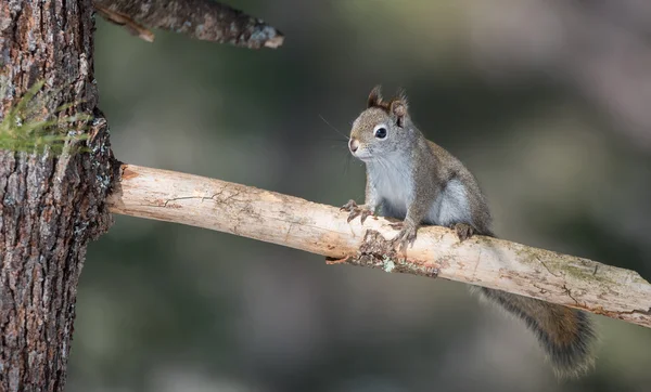 Liten ekorre i norra Ontario, Kanada. Pausats tillfälligt, kör upp och ner träd i en norra Ontario woods. — Stockfoto