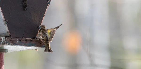 Πεύκο Siskin finches (Carduelis pinus) - άνοιξη ανταγωνίζονται για χώρο και φαγητό σε έναν τροφοδότη στη δασώδη περιοχή της Βόρειο Οντάριο, — Φωτογραφία Αρχείου