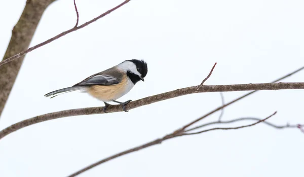 A primavera chega, Black cap chickadee, Poecile atricapillus, em um ramo em um muito cedo, dia de primavera cinza no início de março. Feliz que o dia é suave e antecipando a chegada da primavera . — Fotografia de Stock