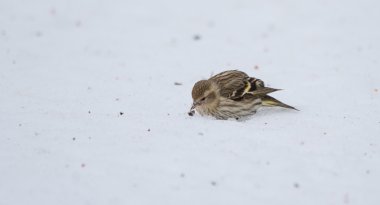 Tohum ve bir erken ilkbahar sabahı yiyecek şeyler için Mısır karda bir Çam isketesi (Carduelis pinus) finch arar.
