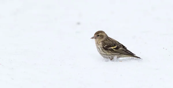 Een Pine Siskin finch (Carduelis pinus) zoekt in maïs sneeuw voor zaden en dingen te eten op een vroege-lente-ochtend. — Stockfoto