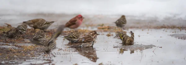 Birds bathing in a newly formed meltwater puddle of early March snow thaw. — Stock Photo, Image