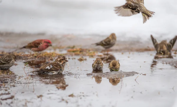 Birds bathing in a newly formed meltwater puddle of early March snow thaw. — Stock Photo, Image