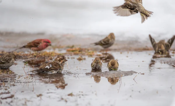 Păsări de baie într-o baltă de apă topită nou formată de la începutul lunii martie dezgheț de zăpadă . — Fotografie, imagine de stoc