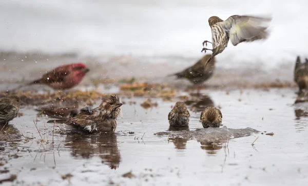Banho de pássaros em uma poça de água derretida recém-formada do início de março degelo de neve . — Fotografia de Stock