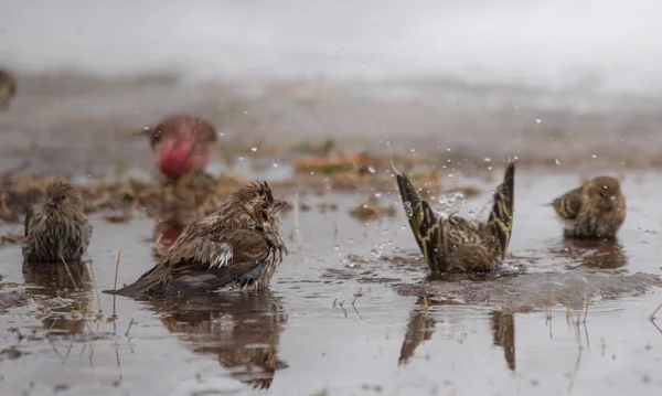 Birds bathing in a newly formed meltwater puddle of early March snow thaw. — Stock Photo, Image