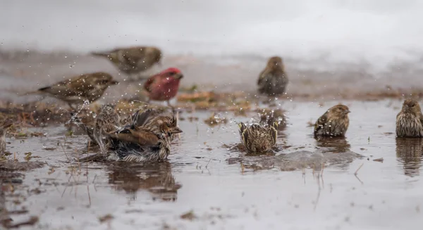 3 月上旬の新しく形成された雪解け水の水たまりで水浴び鳥雪雪解け. — ストック写真