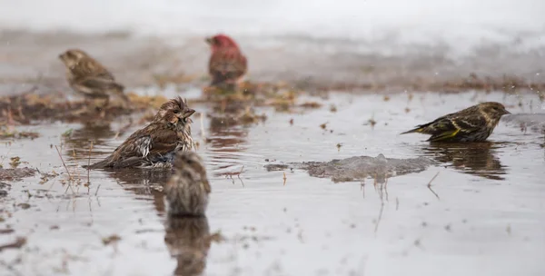 Pájaros bañándose en un charco de agua derretida recién formado de principios de marzo nieve deshielo . — Foto de Stock