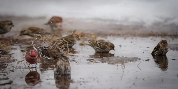 Pájaros bañándose en un charco de agua derretida recién formado de principios de marzo nieve deshielo . — Foto de Stock