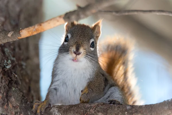 Eu amo-te. Close up de animal bonito esquilo vermelho aparentemente posando para câmera enquanto em um galho de árvore com o sol atrás dele . — Fotografia de Stock