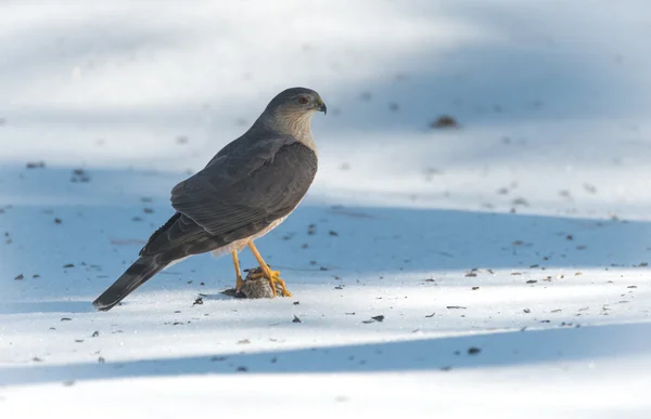 Un Falco di Cooper adulto (Accipiter cooperii) siede sulla neve primaverile — Foto Stock