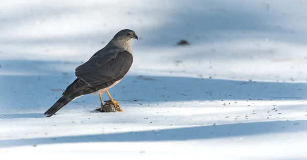 Dospělé jestřáb Cooperův (Accipiter cooperii) sedí na jaře sníh — Stock fotografie