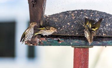 Çam isketesi (Carduelis pinus) finches - uzay ve bir besleyici yemek için rekabet bahar. Akrobasi görüntüler ve bölgesel bir besleyici bir Kuzey Ontario ormanda, kavga.