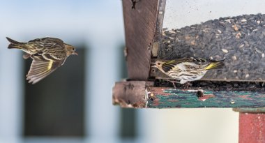 Çam isketesi (Carduelis pinus) finches - uzay ve bir besleyici yemek için rekabet bahar. Akrobasi görüntüler ve bölgesel bir besleyici bir Kuzey Ontario ormanda, kavga.