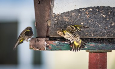 Çam isketesi (Carduelis pinus) finches - uzay ve bir besleyici yemek için rekabet bahar. Akrobasi görüntüler ve bölgesel bir besleyici bir Kuzey Ontario ormanda, kavga.