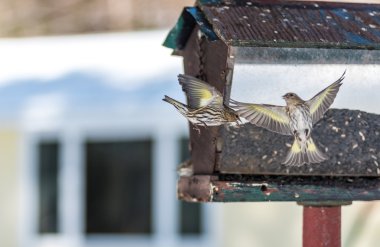 Çam isketesi (Carduelis pinus) finches - uzay ve bir besleyici yemek için rekabet bahar. Akrobasi görüntüler ve bölgesel bir besleyici bir Kuzey Ontario ormanda, kavga.