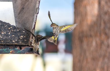 Çam isketesi (Carduelis pinus) finches - uzay ve bir besleyici yemek için rekabet bahar. Akrobasi görüntüler ve bölgesel bir besleyici bir Kuzey Ontario ormanda, kavga.