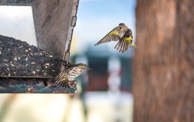 Çam isketesi (Carduelis pinus) finches - uzay ve bir besleyici yemek için rekabet bahar. Akrobasi görüntüler ve bölgesel bir besleyici bir Kuzey Ontario ormanda, kavga.