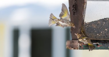 Çam isketesi (Carduelis pinus) finches - uzay ve bir besleyici yemek için rekabet bahar. Akrobasi görüntüler ve bölgesel bir besleyici bir Kuzey Ontario ormanda, kavga.