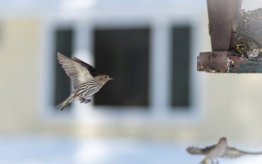 Çam isketesi (Carduelis pinus) finches - uzay ve bir besleyici yemek için rekabet bahar. Akrobasi görüntüler ve bölgesel bir besleyici bir Kuzey Ontario ormanda, kavga.