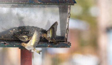 Çam isketesi (Carduelis pinus) finches - uzay ve bir besleyici yemek için rekabet bahar. Akrobasi görüntüler ve bölgesel bir besleyici bir Kuzey Ontario ormanda, kavga.