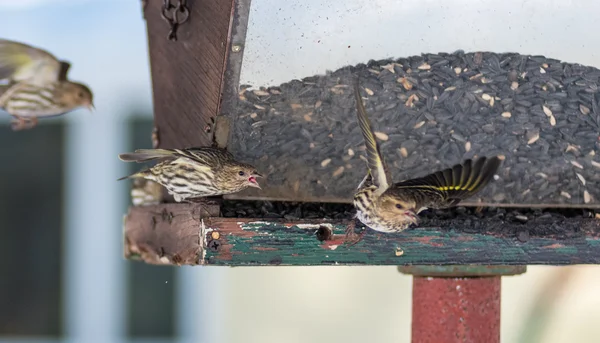 Πεύκο Siskin finches (Carduelis pinus) - άνοιξη ανταγωνίζονται για το χώρο και το φαγητό σε έναν τροφοδότη. Ακροβατικές επιδείξεις και εδαφική αντιπαραθέσεις σε έναν τροφοδότη στη ένα Βόρειο Οντάριο ξύλα. — Φωτογραφία Αρχείου