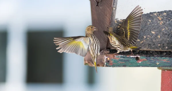 Pine Siskin finches (Carduelis pinus) - na primavera competindo por espaço e comida em um alimentador. Exposições aerobáticas e disputas territoriais em um alimentador em uma floresta do norte de Ontário . — Fotografia de Stock