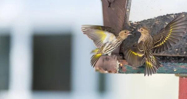Pine Siskin finches (Carduelis pinus) - na primavera competindo por espaço e comida em um alimentador. Exposições aerobáticas e disputas territoriais em um alimentador em uma floresta do norte de Ontário . — Fotografia de Stock