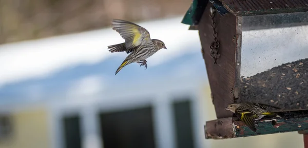 Πεύκο Siskin finches (Carduelis pinus) - άνοιξη ανταγωνίζονται για το χώρο και το φαγητό σε έναν τροφοδότη. Ακροβατικές επιδείξεις και εδαφική αντιπαραθέσεις σε έναν τροφοδότη στη ένα Βόρειο Οντάριο ξύλα. — Φωτογραφία Αρχείου