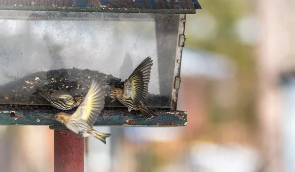 Сосновые вьюнки (Carduelis pinus) - весной соревнуются за место и пищу у кормушки. Аэробатические представления и территориальные ссоры у кормушки в лесах северного Онтарио . — стоковое фото