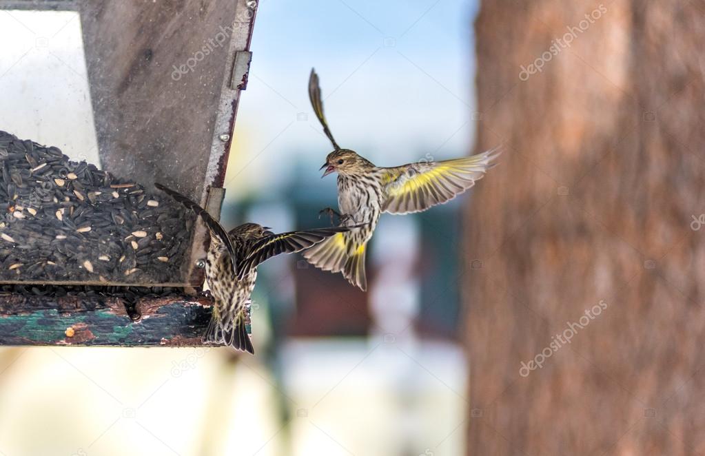 Pine Siskin finches (Carduelis pinus) - in spring competing for space and food at a feeder.  Aerobatic displays and territorial squabbling at a feeder in a northern Ontario woods.