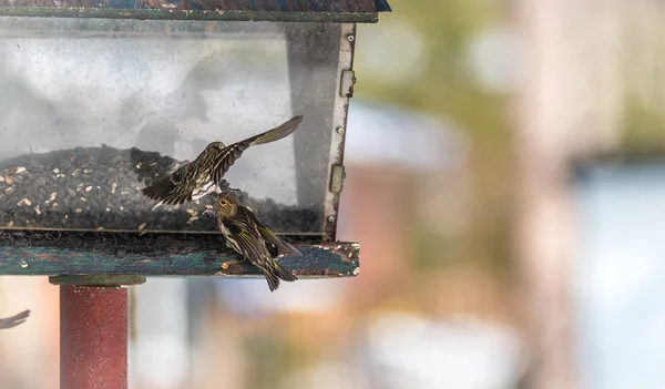 Πεύκο Siskin finches (Carduelis pinus) - άνοιξη ανταγωνίζονται για το χώρο και το φαγητό σε έναν τροφοδότη. Ακροβατικές επιδείξεις και εδαφική αντιπαραθέσεις σε έναν τροφοδότη στη ένα Βόρειο Οντάριο ξύλα. — Φωτογραφία Αρχείου