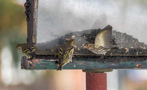 Pine Siskin finches (Carduelis pinus) - na primavera competindo por espaço e comida em um alimentador. Exposições aerobáticas e disputas territoriais em um alimentador em uma floresta do norte de Ontário . — Fotografia de Stock