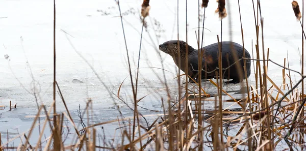 La loutre de rivière d'Amérique du Nord (Lontra canadensis) à l'état sauvage s'arrête pour regarder autour de la glace et de la neige de maïs de printemps sur un lac décongelé de l'est de l'Ontario . — Photo