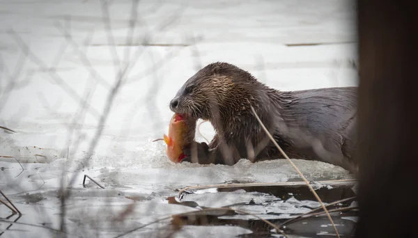 นากแม่น้ําอเมริกาเหนือ (L contract canadensis) ในป่าผ่อนคลายบนน้ําแข็งและหิมะข้าวโพดฤดูใบไม้ผลิบนทะเลสาบออนตาริโอละลายในขณะที่กินปลาแช่แข็ง . — ภาพถ่ายสต็อก