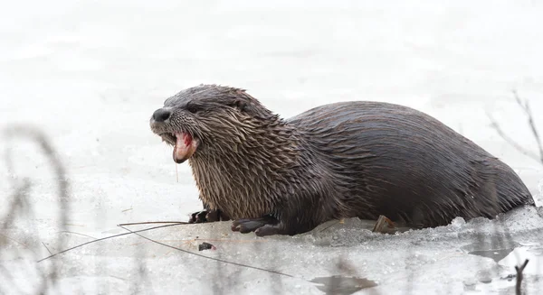 Nutria de río de América del Norte (Lontra canadensis) en la naturaleza, se relaja en la cima del hielo y la nieve de maíz de primavera en el deshielo lago Ontario mientras come pescado congelado . — Foto de Stock