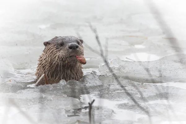 Североамериканский речной выдры (Lontra Canadensis) в дикой природе, толкает голову вверх из отверстия побега во льду озера Онтарио во время еды замороженной рыбы . — стоковое фото