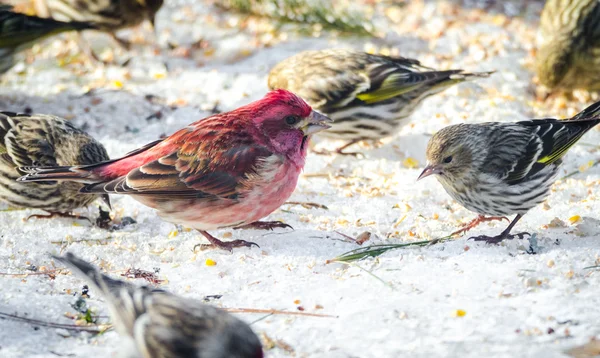 Alfinetes roxos (purpúreo hemorrágico) em um alimentador. Primavera chega, semente de pássaro uma abundância . — Fotografia de Stock