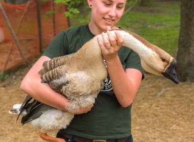 Young girl on a farm holding a chinese goose.   woman not looking at camera holding a big bird on a farm in Niagara Falls. clipart